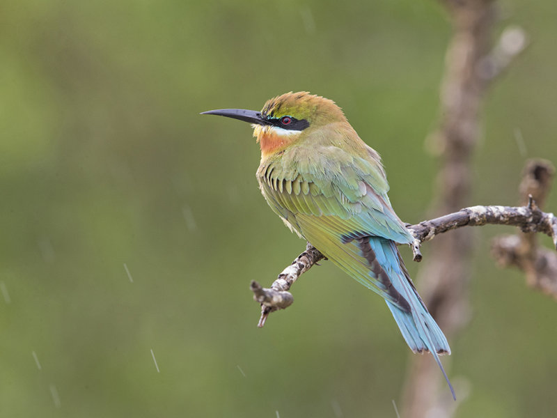 Blue-tailed Bee-eater    Sri Lanka