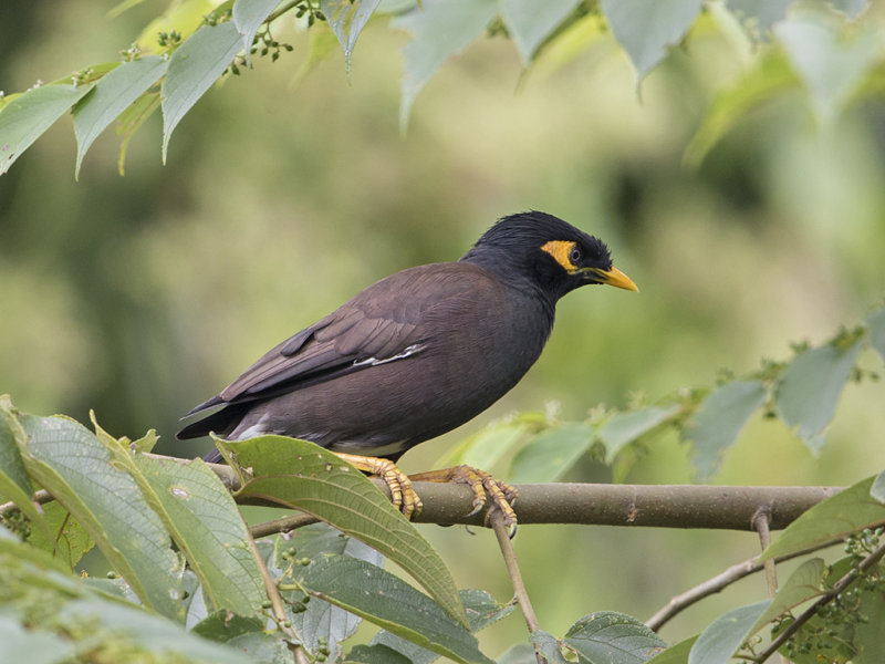 Common Mynah     Sri Lanka 