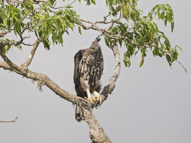 Crested Hawk Eagle  Sri Lanka 