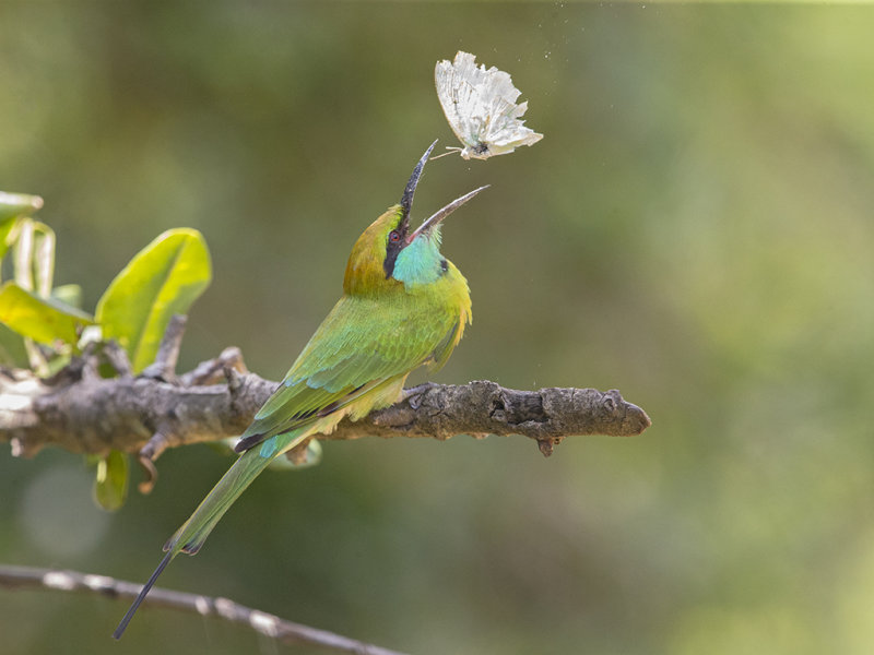 Little Green Bee-eater  Sri Lanka 