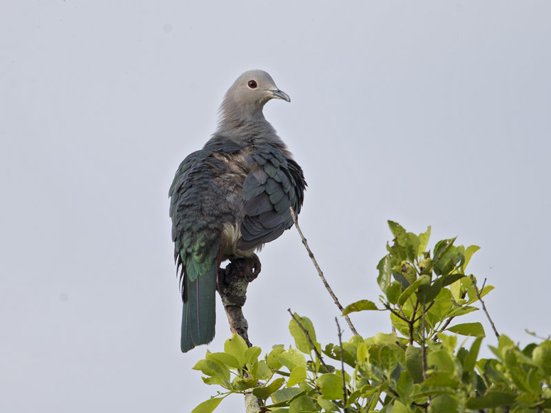Green Imperial Pigeon  Sri Lanka