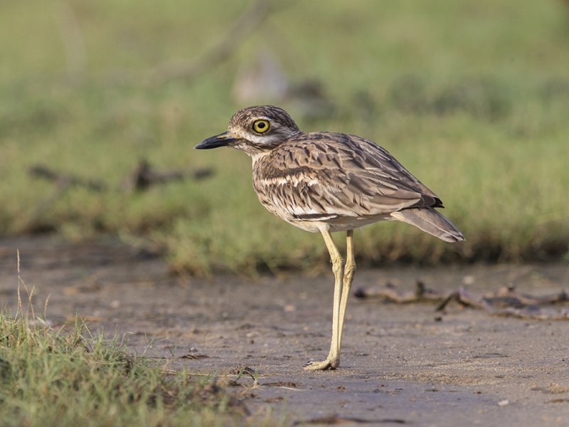 Thick-knee,Indian