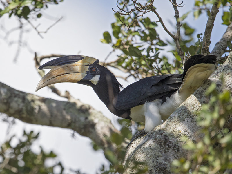 Malabar Pied Hornbill  Sri Lanka