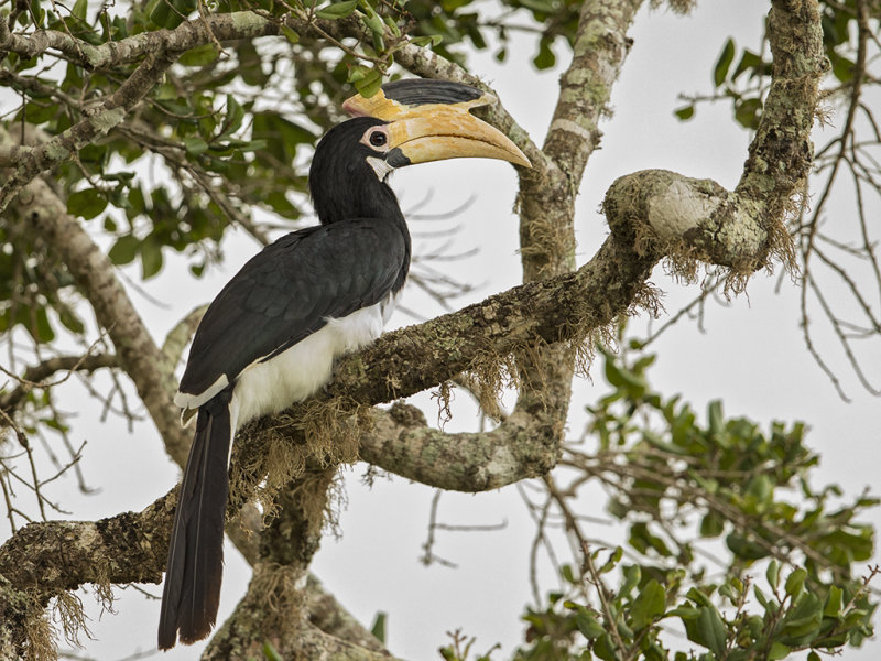 Malabar Pied Hornbill  Sri Lanka