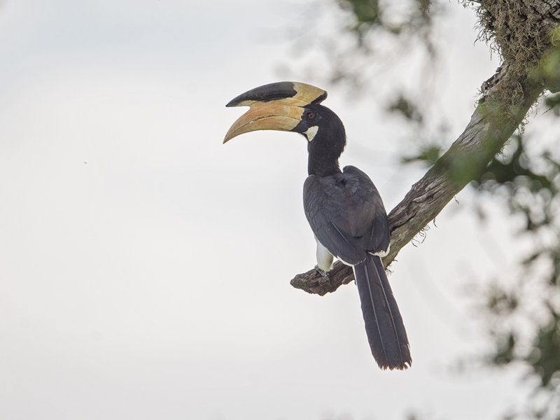 Malabar Pied Hornbill  Sri Lanka