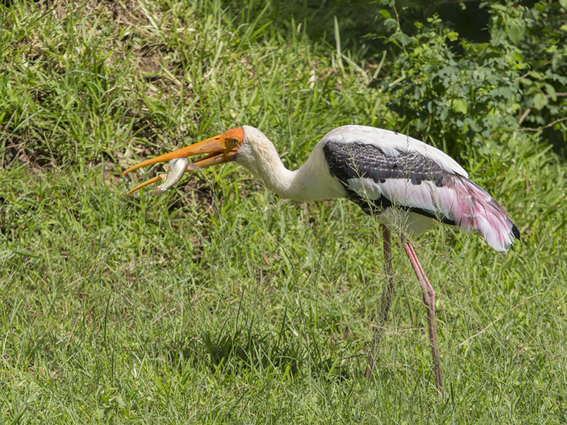 Painted Stork    Sri Lanka