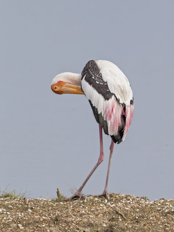 Painted Stork    Sri Lanka