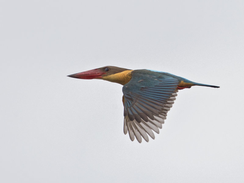 Stork-billed Kingfisher   Sri Lanka