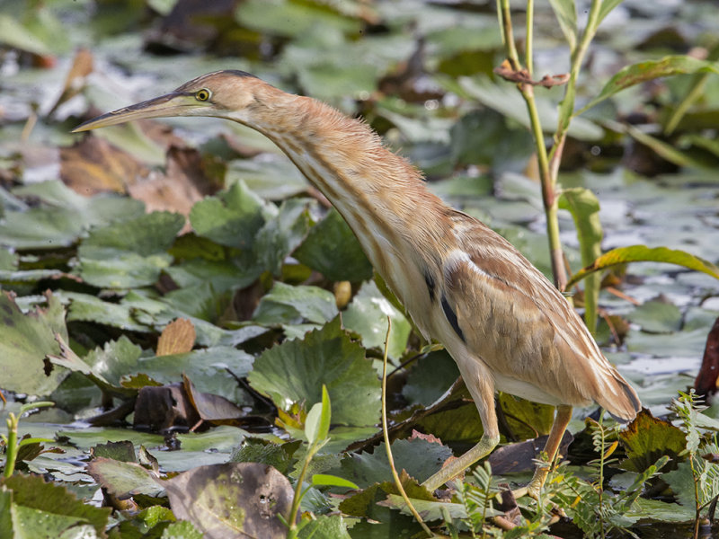 Yellow Bittern Sri Lanka