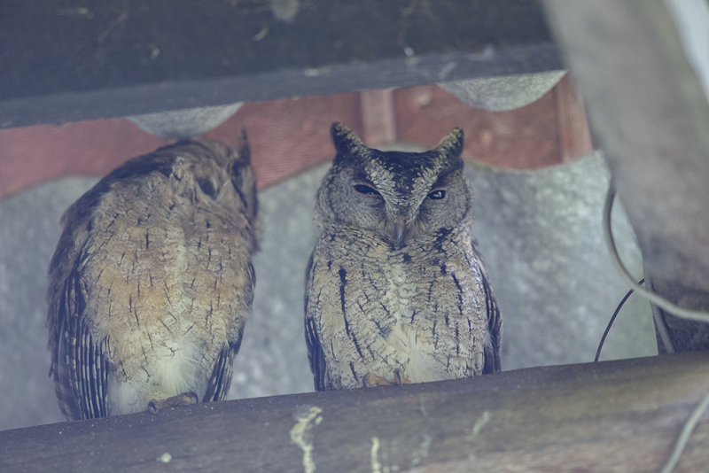 Oriental Scops Owl    Sri Lanka