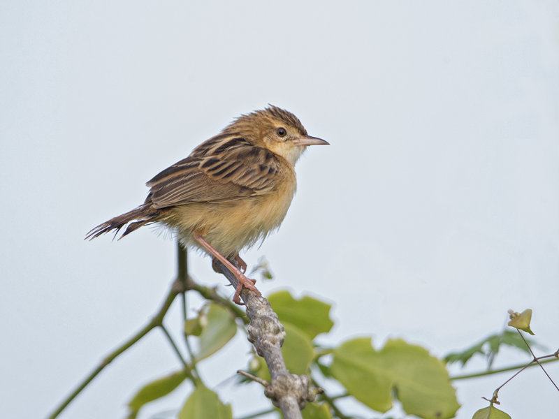 Cisticola,Zitting 