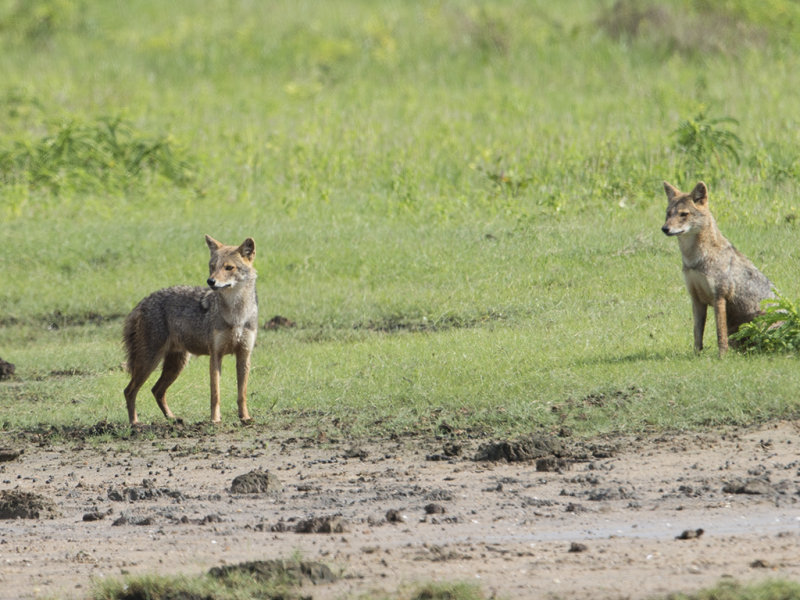 Golden Jackal   Sri Lanka