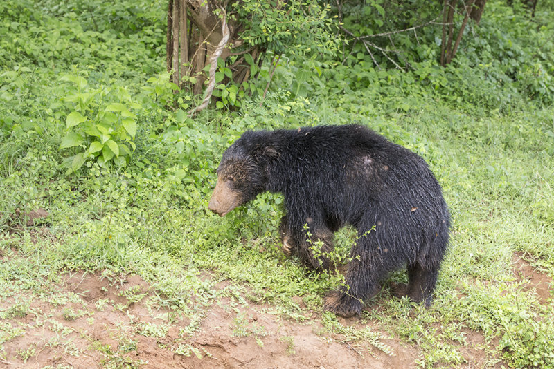 Sloth Bear    Sri Lanka 