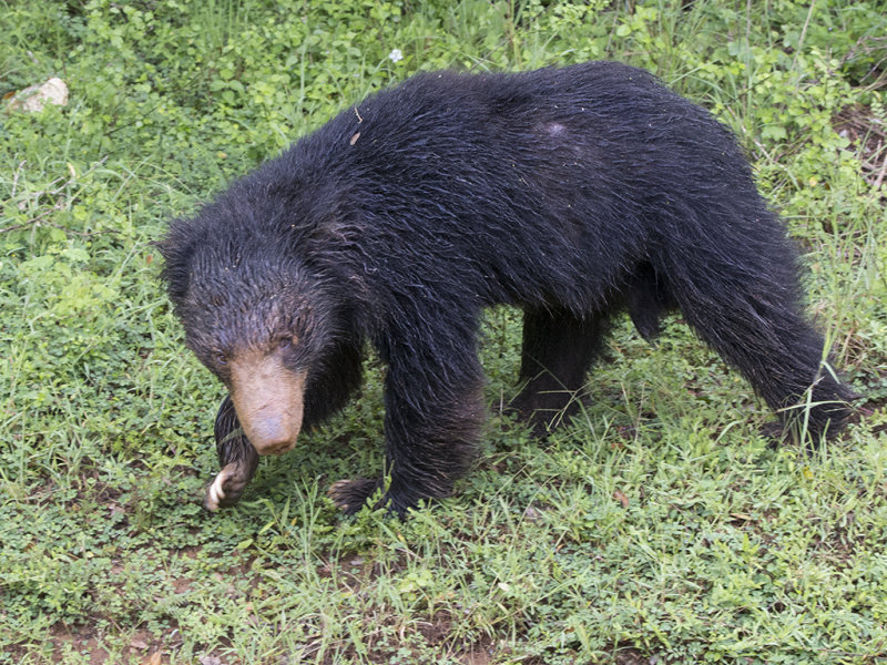 Sloth Bear    Sri Lanka 