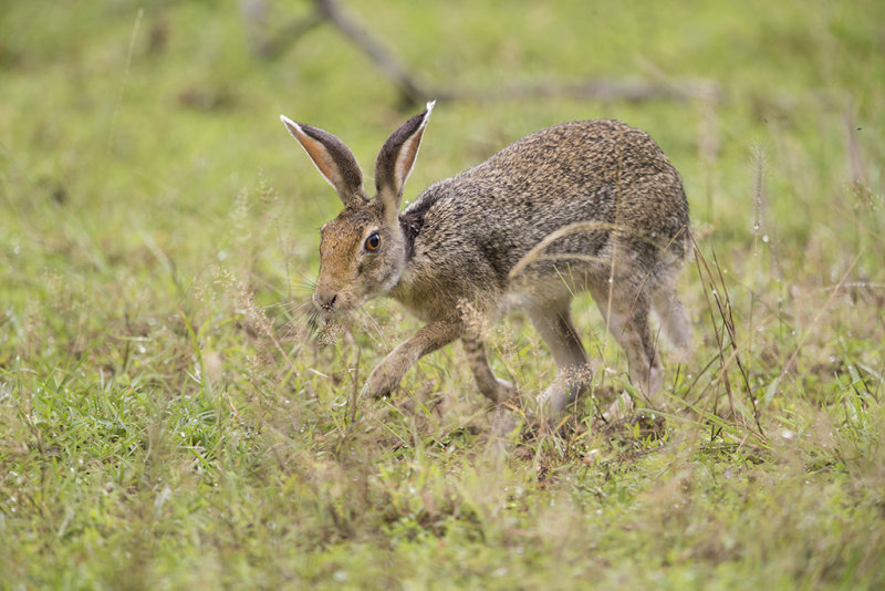 Black-naped Hare    Sri Lanka 
