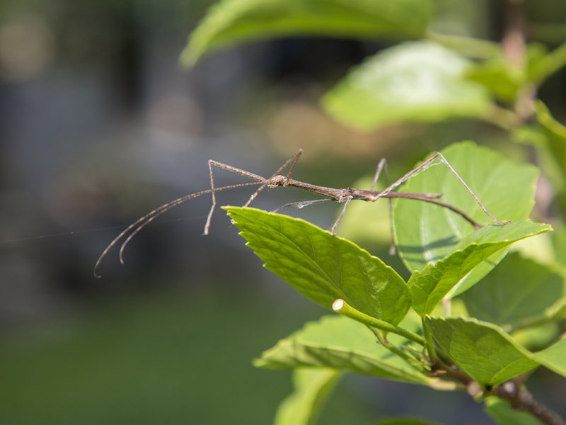 Stick Insect