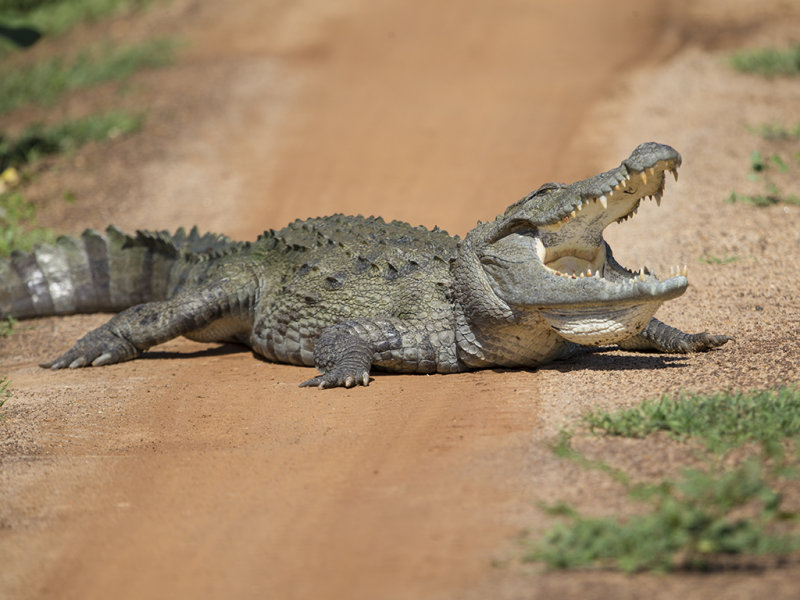 Marsh Mugger Crocodile    Sri Lanka