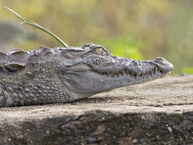 Marsh Mugger Crocodile    Sri Lanka