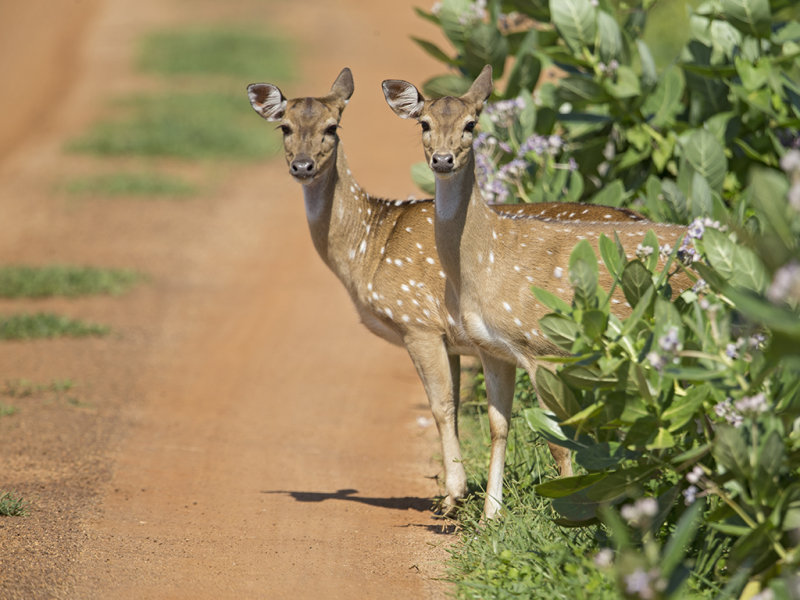 Spotted Deer    Sri Lanka