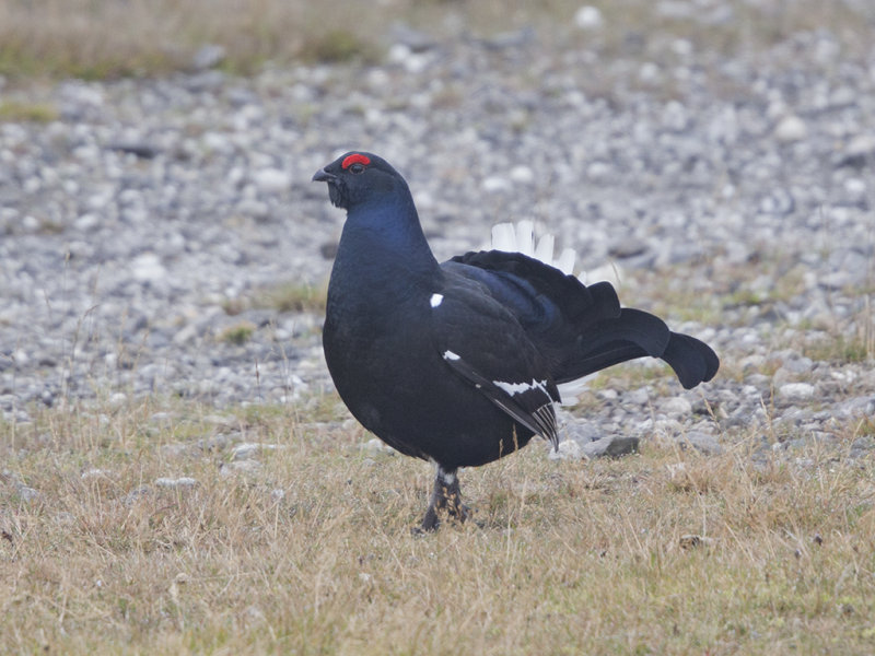 Black Grouse        Wales