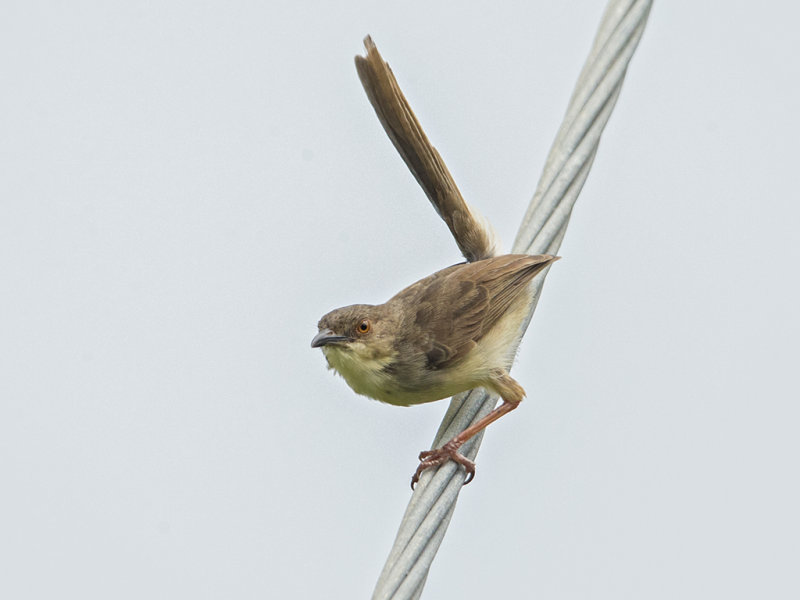 Prinia,Jungle 