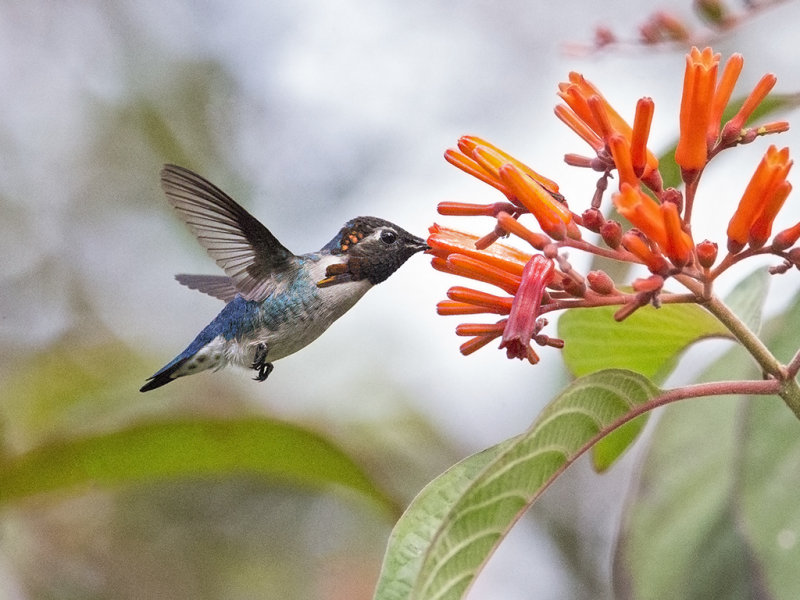 Bee Hummingbird    male
