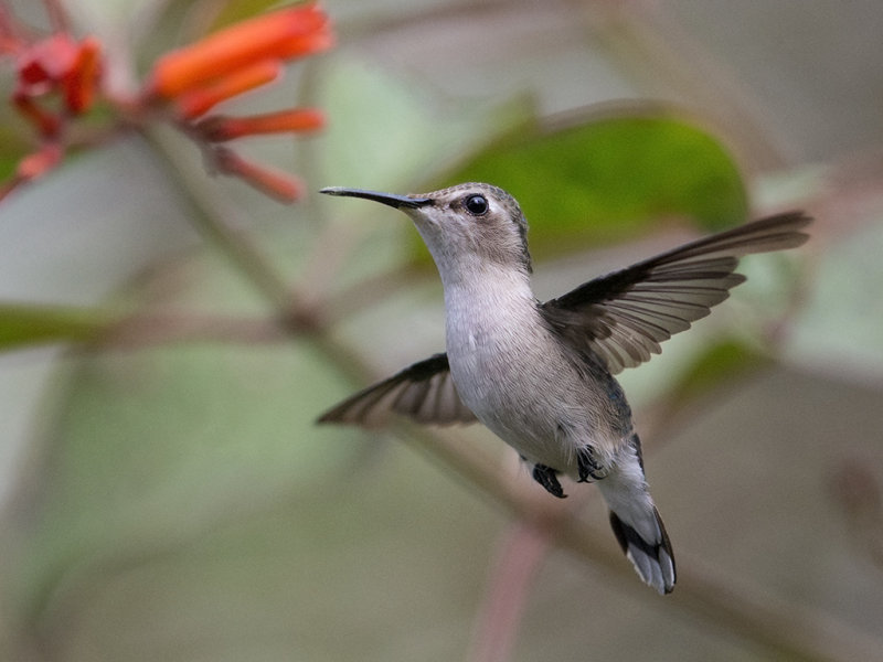 Bee Hummingbird    female