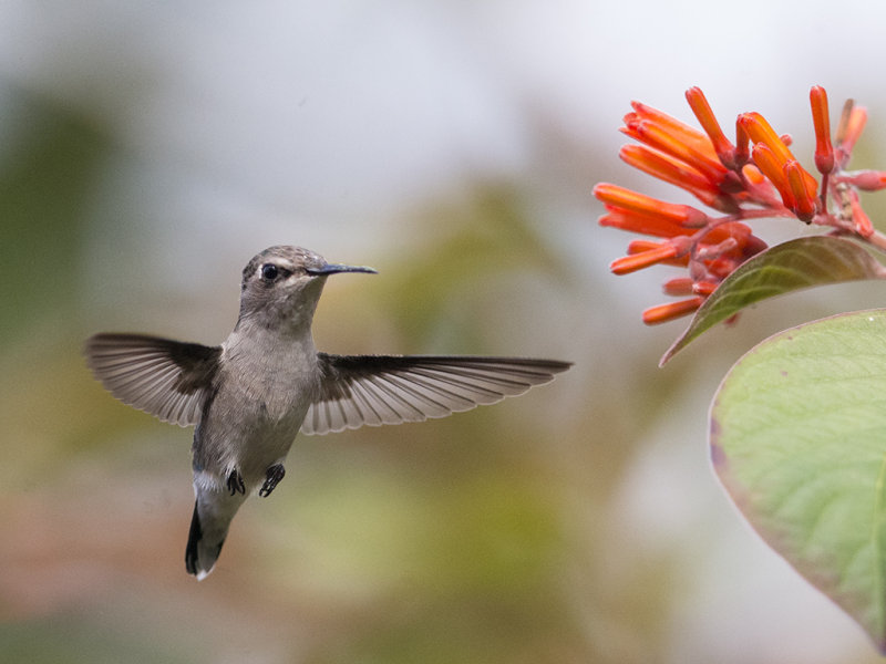 Bee Hummingbird    female