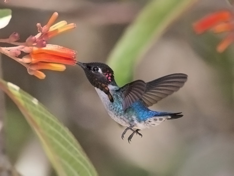 Bee Hummingbird    male