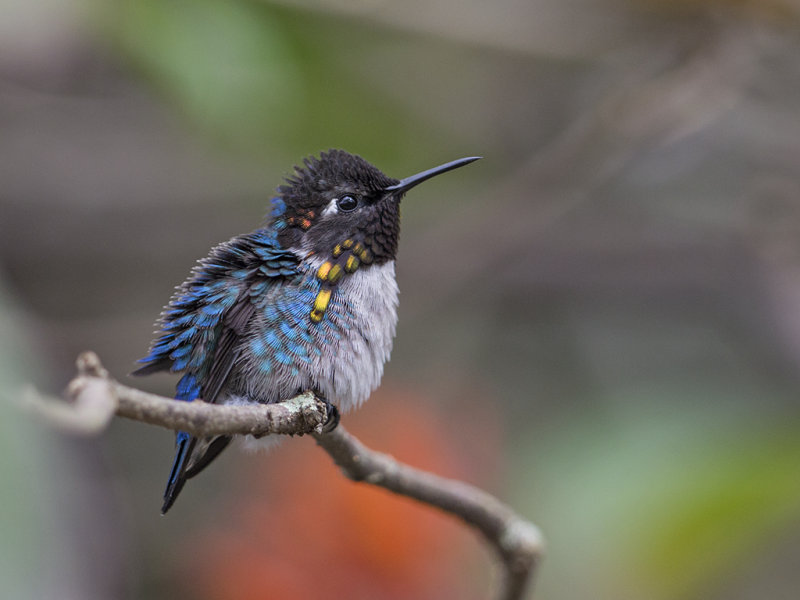 Bee Hummingbird    male