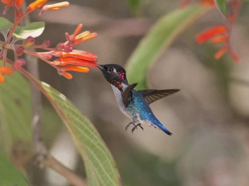 Bee Hummingbird    male
