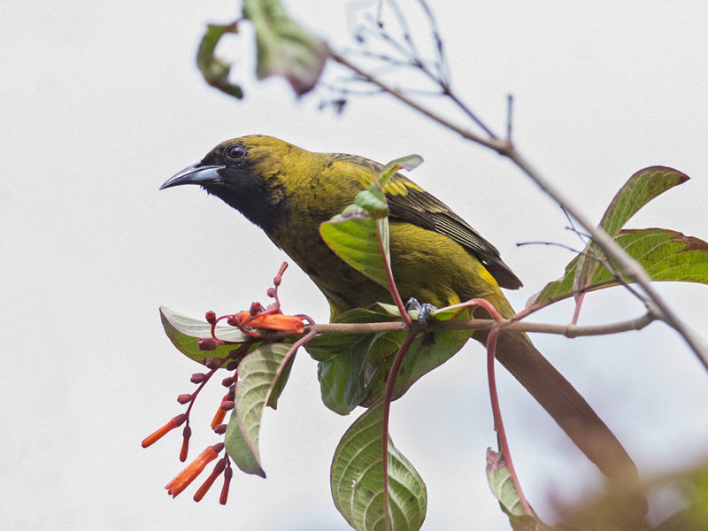 Oriole,Black-cowled 