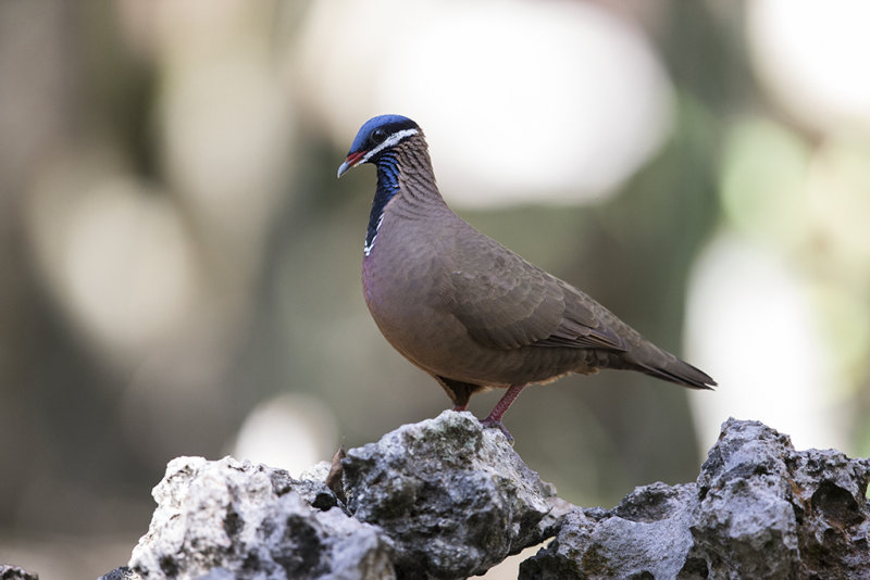 Blue-headed Quail-Dove     endemic to Cuba