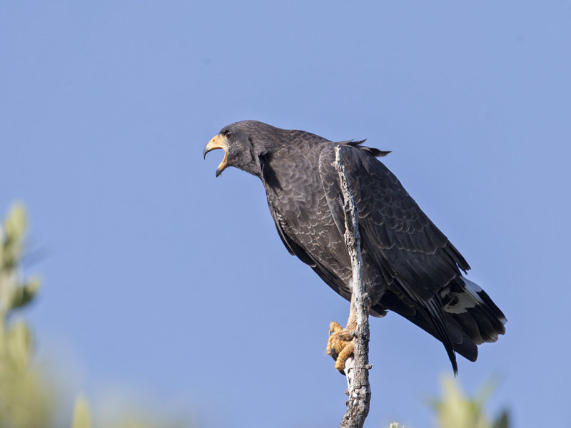Common Black-Hawk