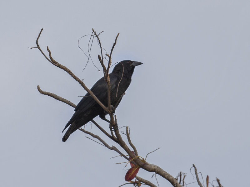 Crow,Cuban 