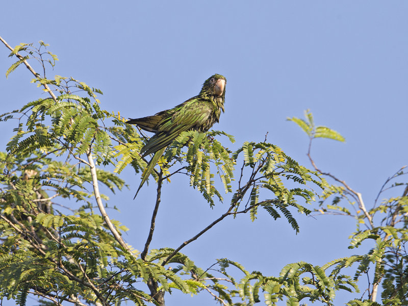 Cuban Parakeet        endemic to Cuba