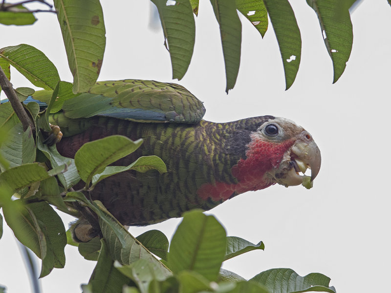 Cuban Amazon      endemic to Cuba