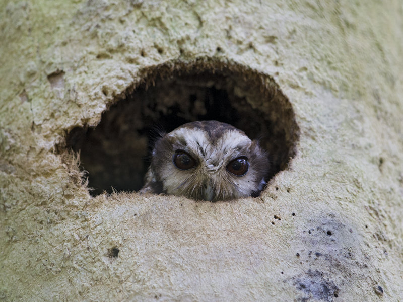 Cuban Screech Owl    endemic to Cuba