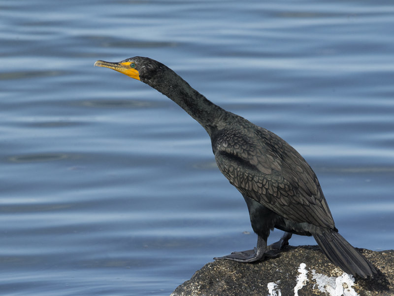 Double-crested Cormorant