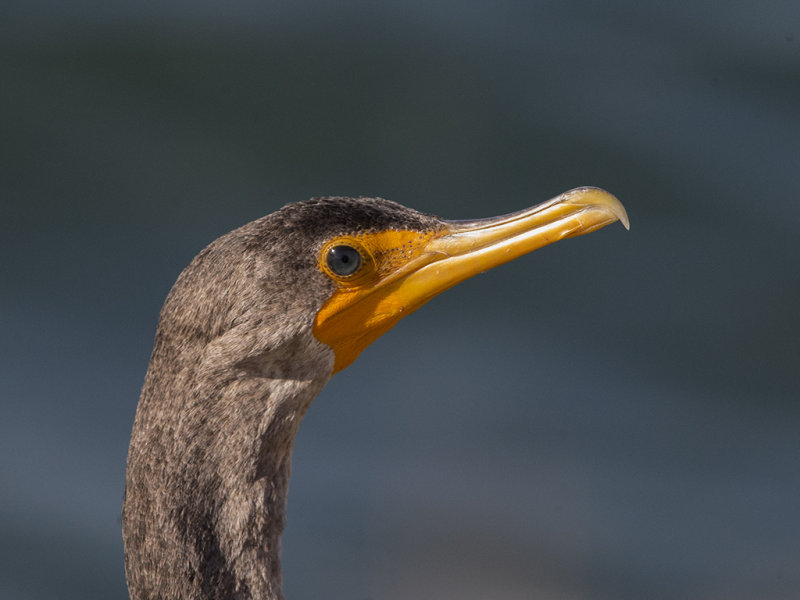 Double-crested Cormorant