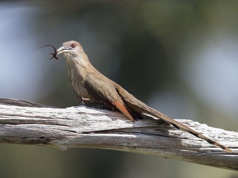 Great Lizard Cuckoo.   Cuba