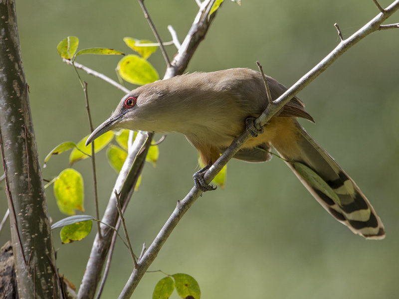 Great Lizard Cuckoo.   Cuba