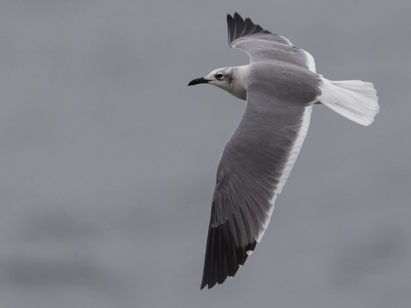 Laughing Gull