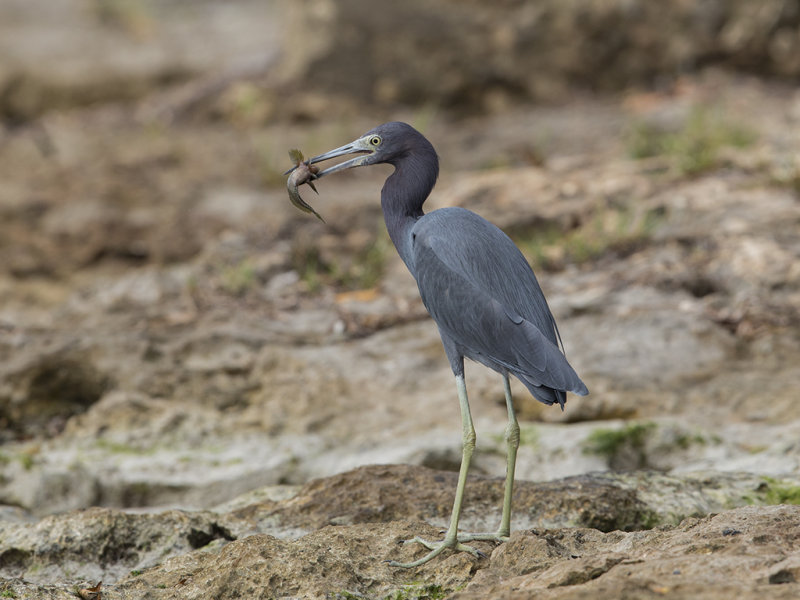 Little Blue Heron.   Cuba