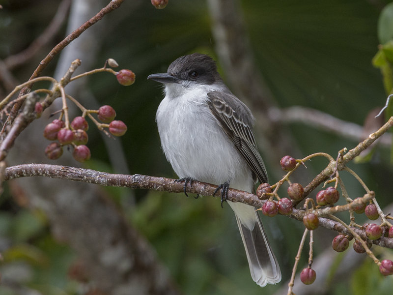 Kingbird,Loggerhead 