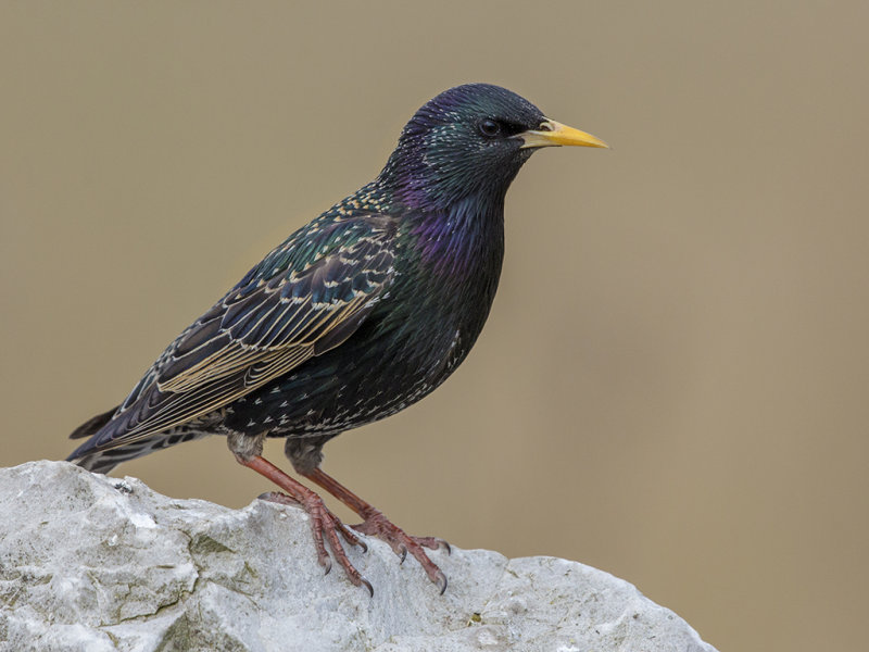 Starling   Wirral