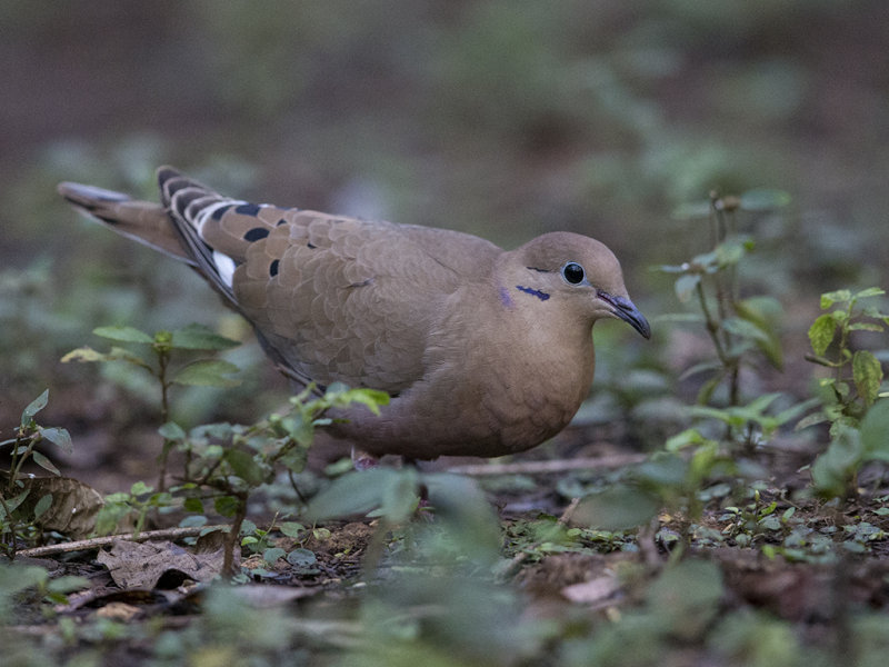 Mourning Dove.    Cuba