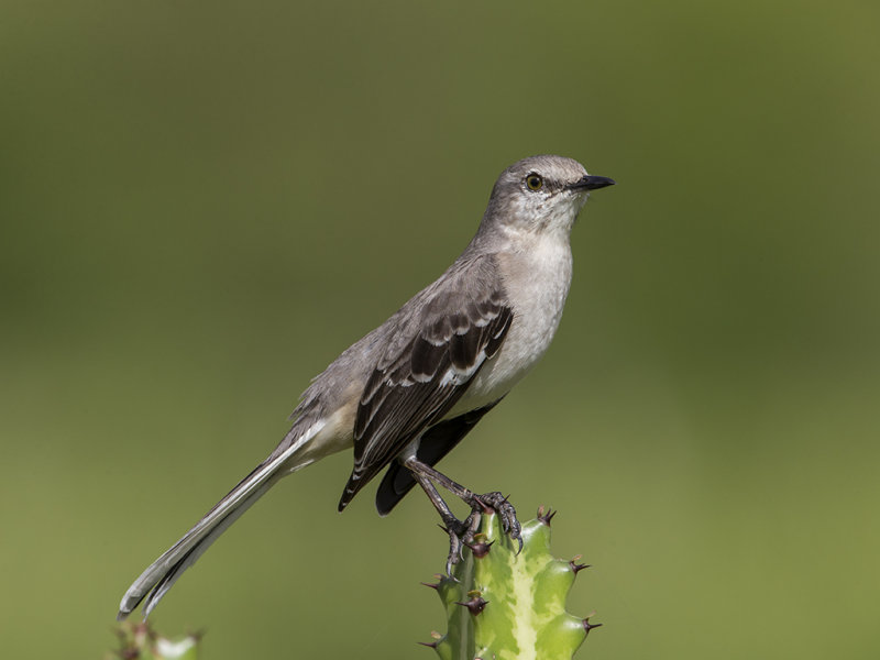 Northern Mockingbird.   Cuba