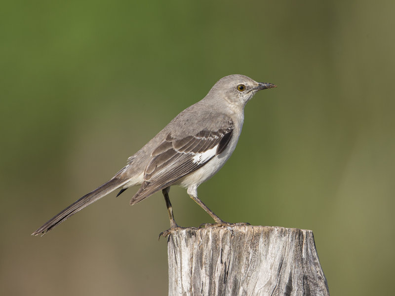 Northern Mockingbird.   Cuba