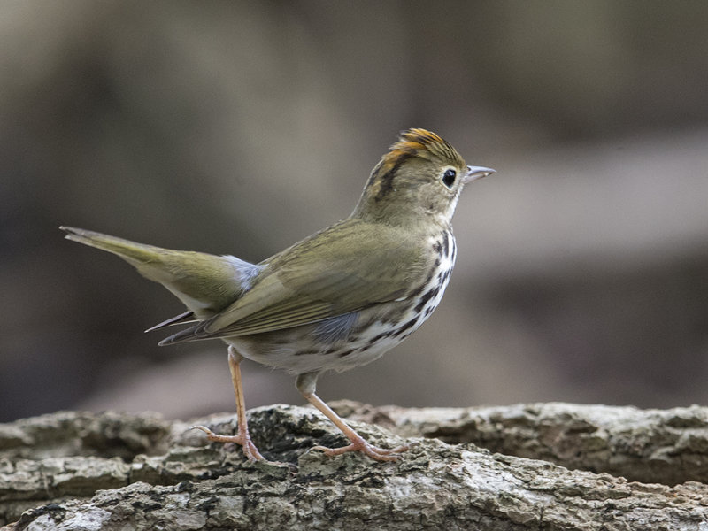 Ovenbird